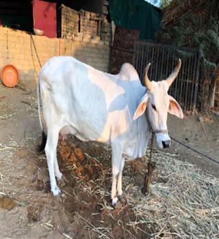 Top 5 High Demanding Milk Producing Cattle Breeds in India