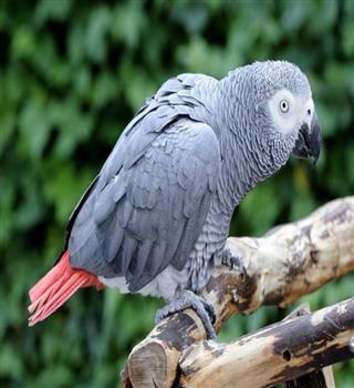 Top 10 Facts About Gray Parrots