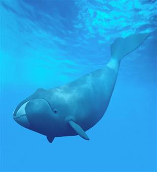 10 Animals That Live for Over 100 Years