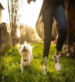 10 Animals That Help Manage Pets