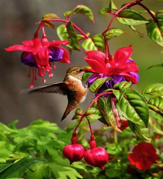 10 Plants to hang that are liked by birds