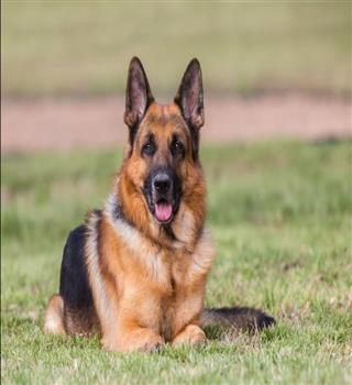 5 Best Guard Dogs for Families