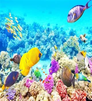 10 places to see undersea in the world