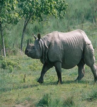 Rhinoceros facts!