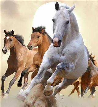 5 Of The World's Best Horse Breeds