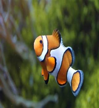 Beautiful Clownfish