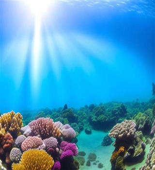 Top 5 Fastest Swimming Animals in the Ocean