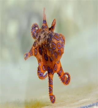 7 Most Beautiful Creatures Beneath the Waves