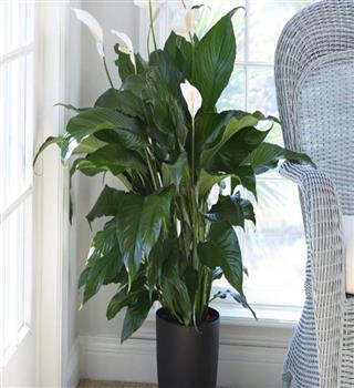6 indoor Plants that can Grow in Water