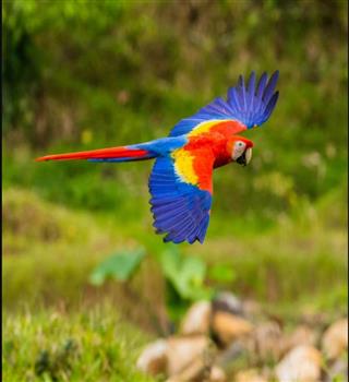 6 Trainable Pet Birds Loved by Many