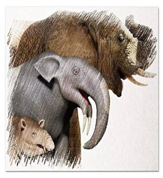 Evolution of elephant