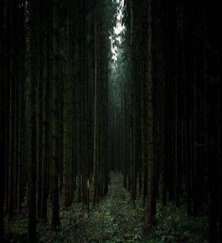 Top 5 Most Mysterious Forests on Earth