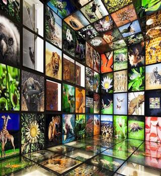 6 Ways to Preserve Biodiversity