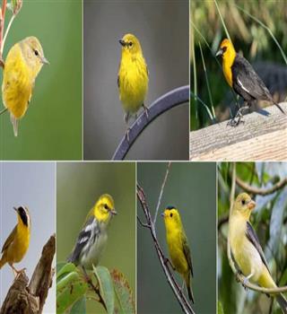 10 yellow birds that are nature’s treasures to humanity