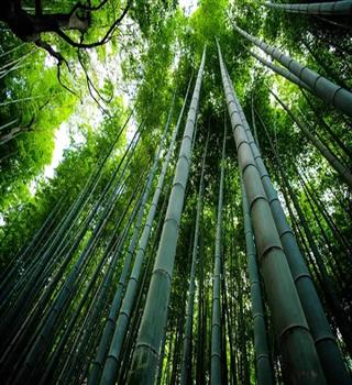 10 amazing facts about Bamboo Tree