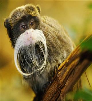 10 types of monkeys from across the world