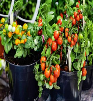 10 vegetable plants for the home garden