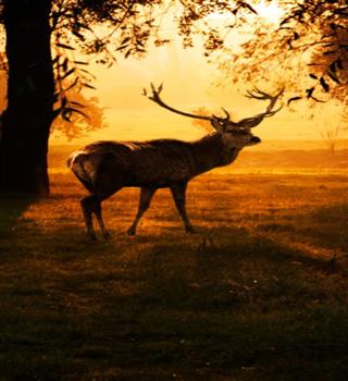 Top 10 Wildlife Parks in India to Spot Deer