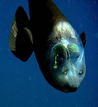 Amazing facts about Barreleye
