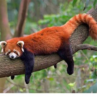 Interesting facts about red panda