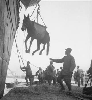 Animals That Went To War