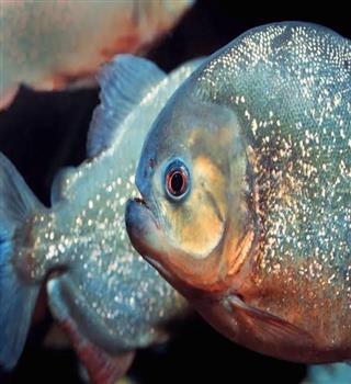 Facts about Piranha