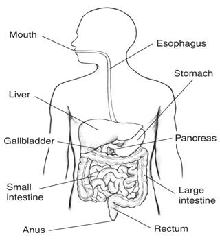 Let's see the process of digestion in the human stomach