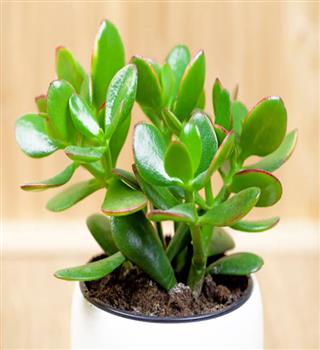 10 amazing benefits of keeping Jade plants in your kitchen