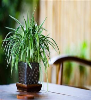 Best pet friendly plants to keep in your house
