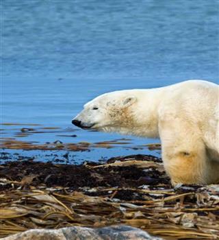 What Are the Causes of Climate Change?