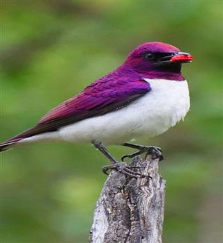 10 Rare Purple-Colored Birds