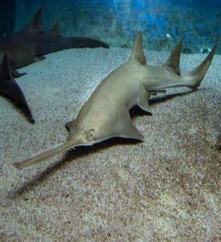 Facts about Sawfish