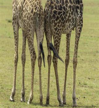 10 Animals with the Longest Legs