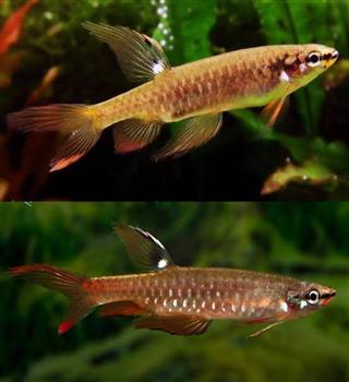 Unique Copella arnoldi fish!