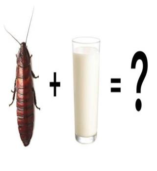 Does cockroach milk really exist?