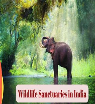 5 Wildlife sites in India to see with kids