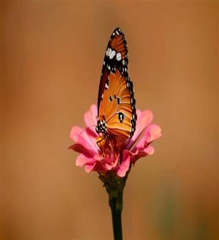 Do butterflies drink blood?