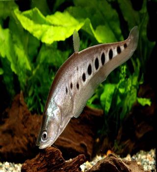7 large fish for Freshwater Aquariums