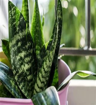 Plants best for home decor and don't need sunlight