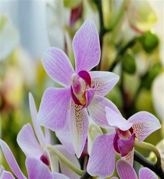 8 plant that are extremely difficult to grow