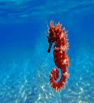 Seahorse facts!