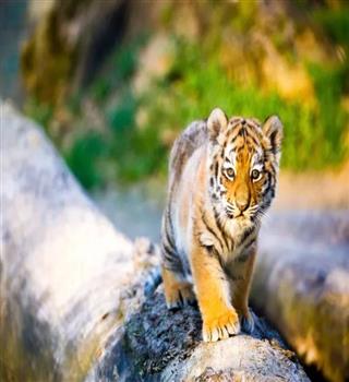 10 Animals That Are Illegal To Keep As Pets In India