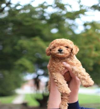 7 Most High Maintenance Dog Breeds