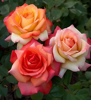 10 flowers to plant in your garden