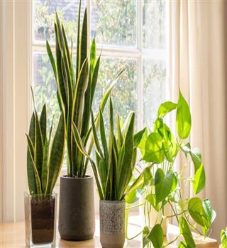 What are snake plants and their facts?