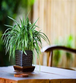 7 tips to care spider plants