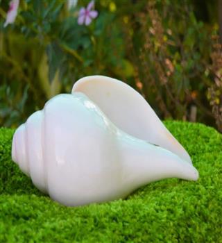 The Secret Behind the Sound Energy in Conch Shells (Shankh)