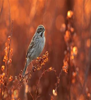 How listening to Birds in the morning uplifts your energy.