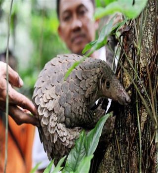10 Most Trafficked Animals in the World