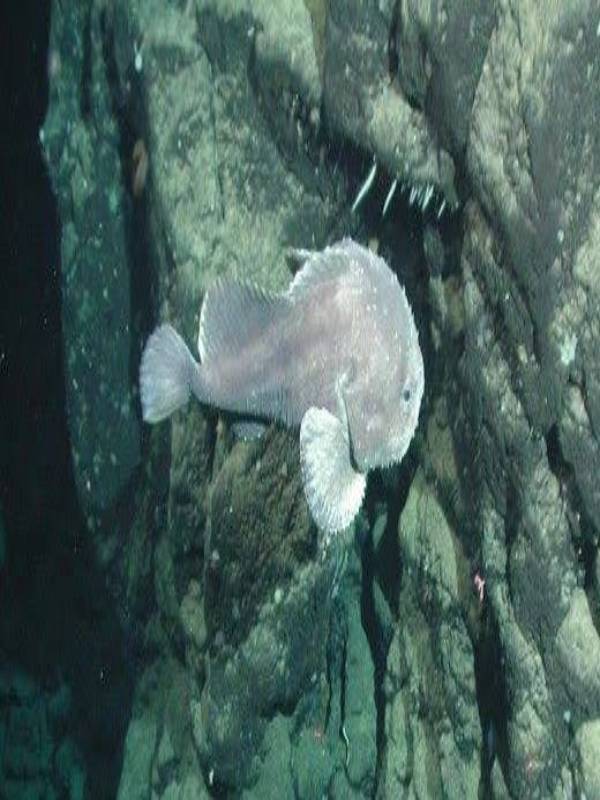 Weird & Wonderful Creatures: The Blobfish  American Association for the  Advancement of Science (AAAS)